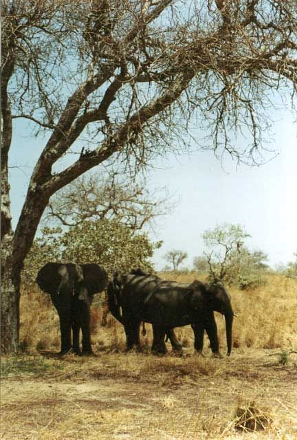 Région Adamaoua