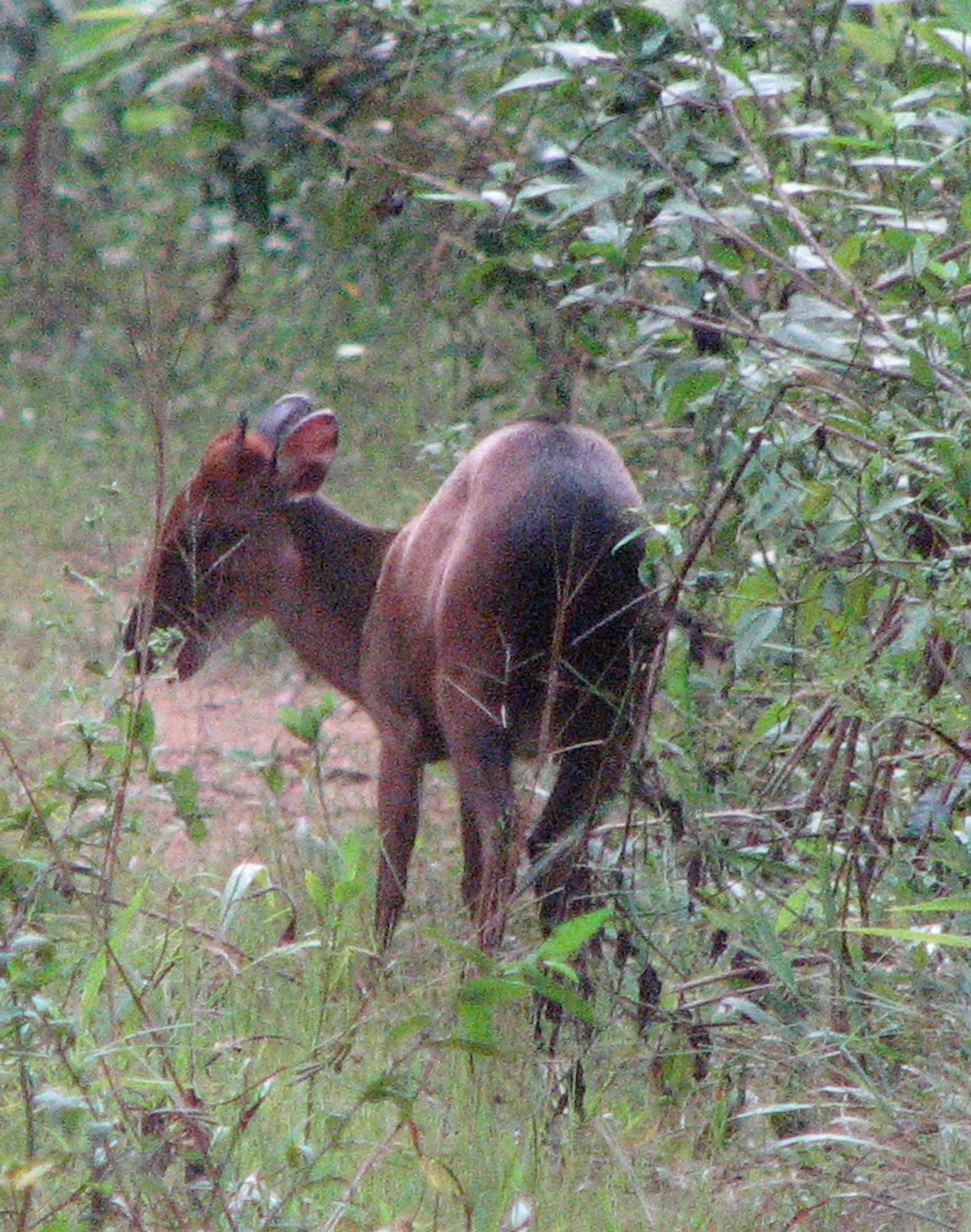 Parc National de Campo Ma'an