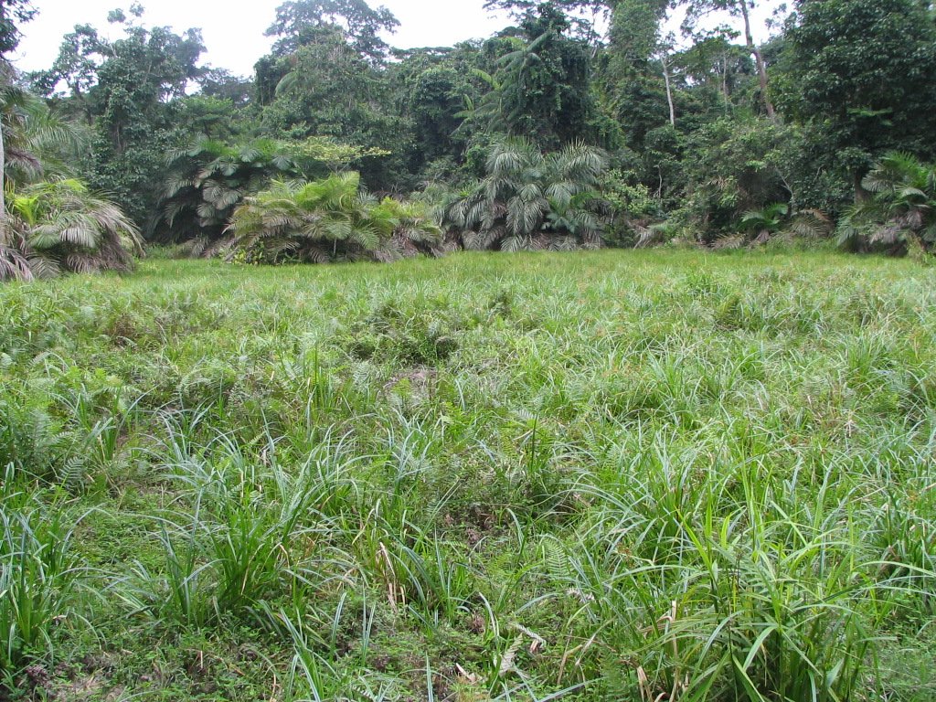 Parc National de Lobéké