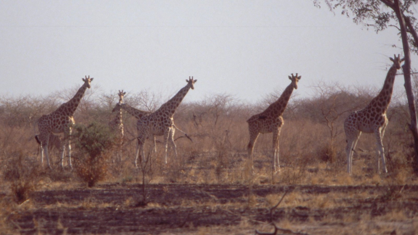 Parc National de Waza