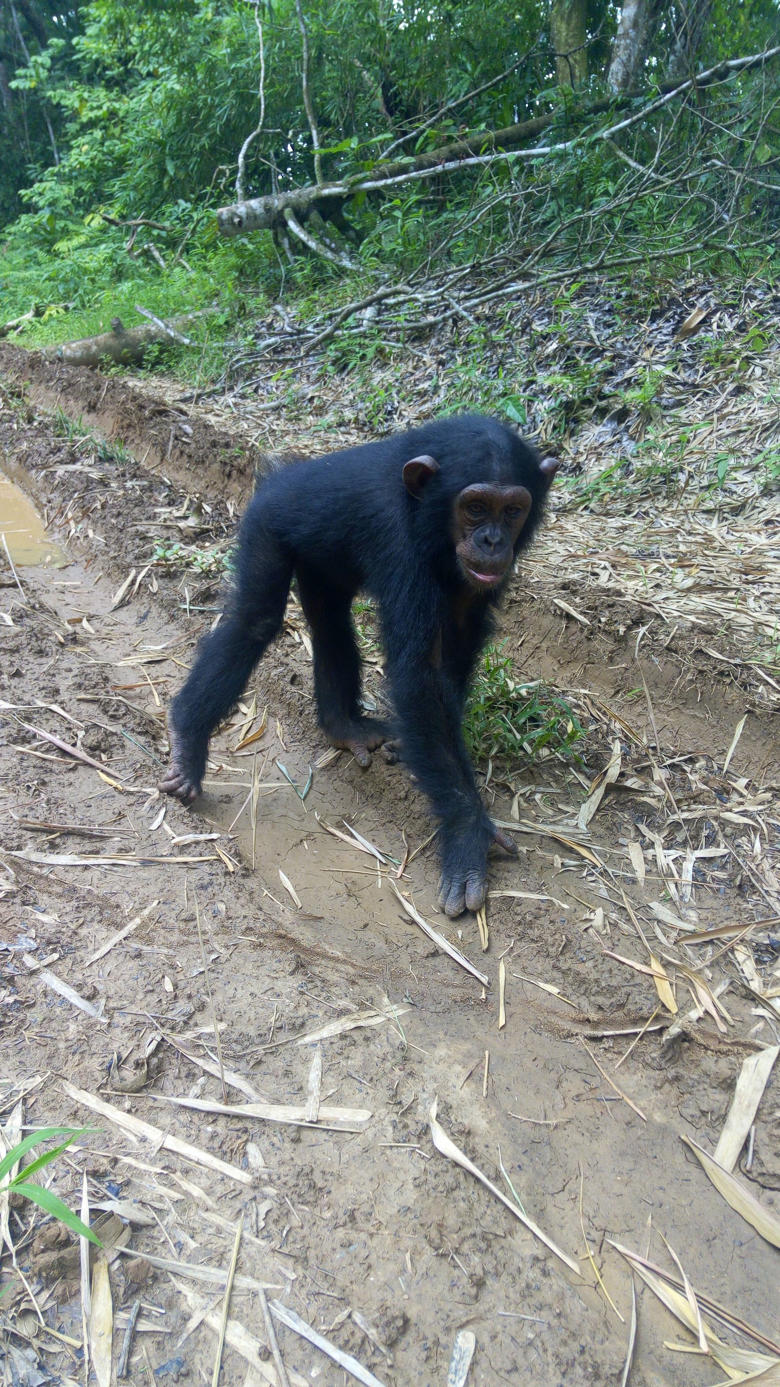 Réserve de Douala-Édéa